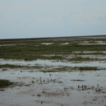 Hallig Nordstrandischmoor
