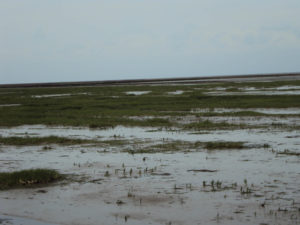 Hallig Nordstrandischmoor