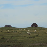 Hallig Nordstrandischmoor