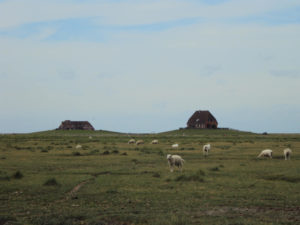 Hallig Nordstrandischmoor